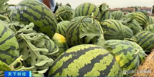 又到西瓜季吃瓜,又到西瓜季，尽享清凉甜蜜时光