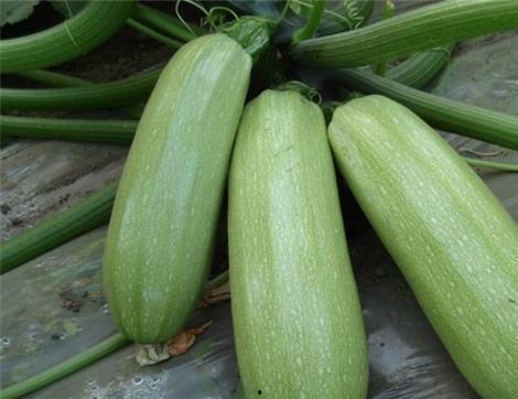 春季吃瓜好处,吃瓜好处多——春季瓜果养生指南