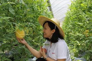 吃瓜青州,吃瓜之旅的青州风情