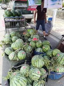 潍坊福田吃瓜事件