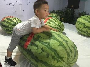 新洲最新吃瓜事件,真相竟如此惊人！