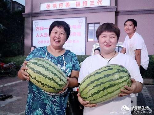 现场吃瓜的照片,捕捉夏日街头趣味瞬间