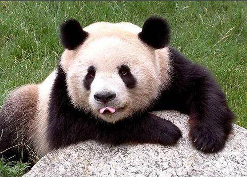 熊猫原地吃瓜视频,原地吃瓜视频走红网络