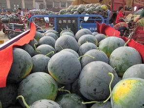 农村吃瓜场景,瓜香四溢的欢乐时光