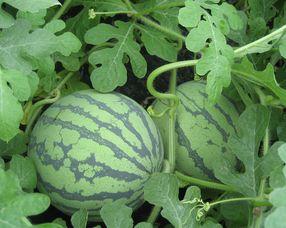 焦瓜孕妇可以吃吗,安全与营养两不误