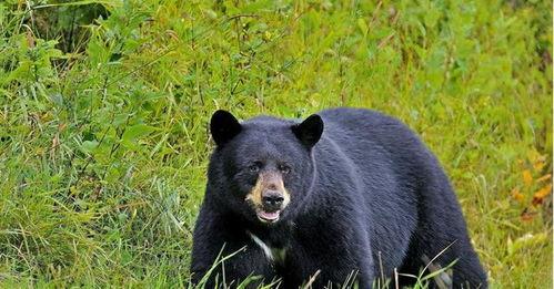 黑熊宝宝集体吃瓜,共享夏日清凉时光